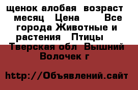 щенок алобая .возраст 1 месяц › Цена ­ 7 - Все города Животные и растения » Птицы   . Тверская обл.,Вышний Волочек г.